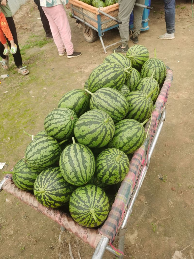精品早春红玉一手货源沙瓤甜度高汁水足对接全国欢迎选购