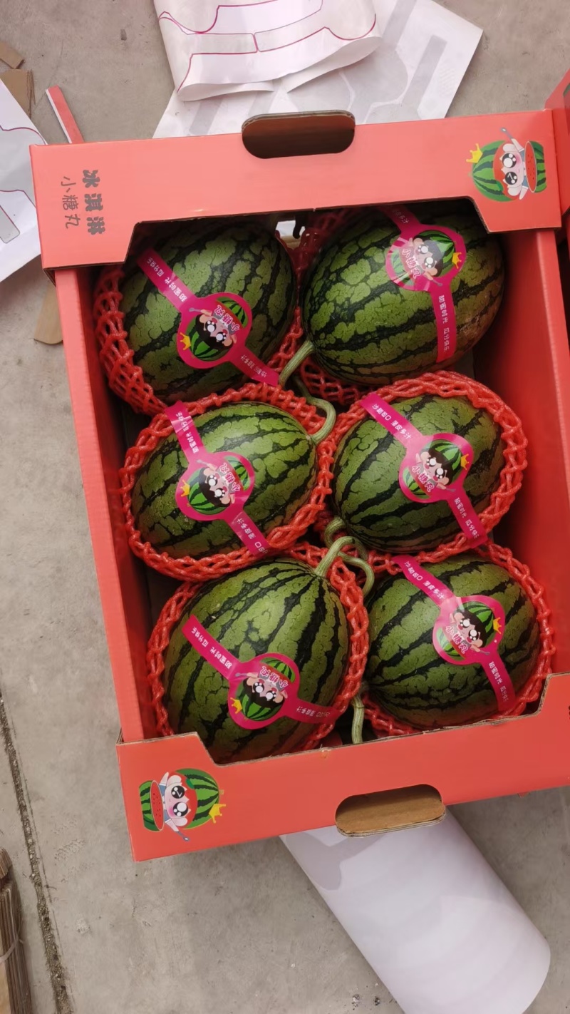 精品早春红玉一手货源沙瓤甜度高汁水足对接全国欢迎选购