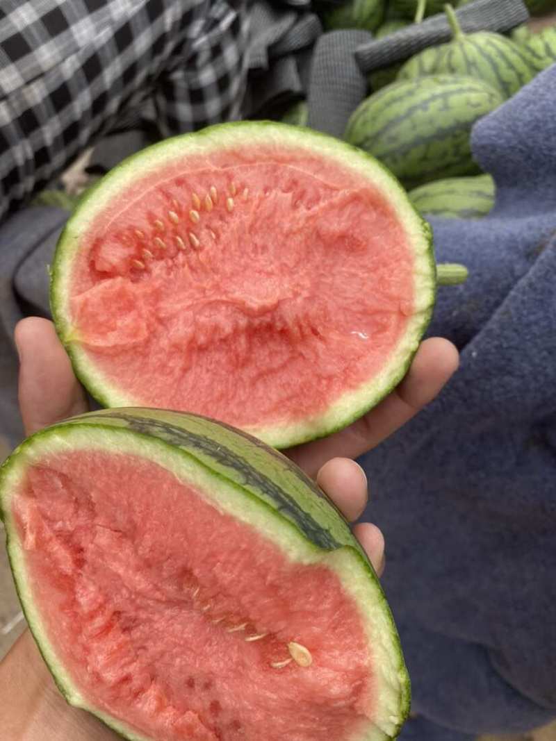 精品早春红玉一手货源沙瓤甜度高汁水足对接全国欢迎选购