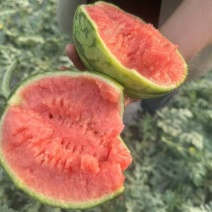精品早春红玉一手货源沙瓤甜度高汁水足对接全国欢迎选购