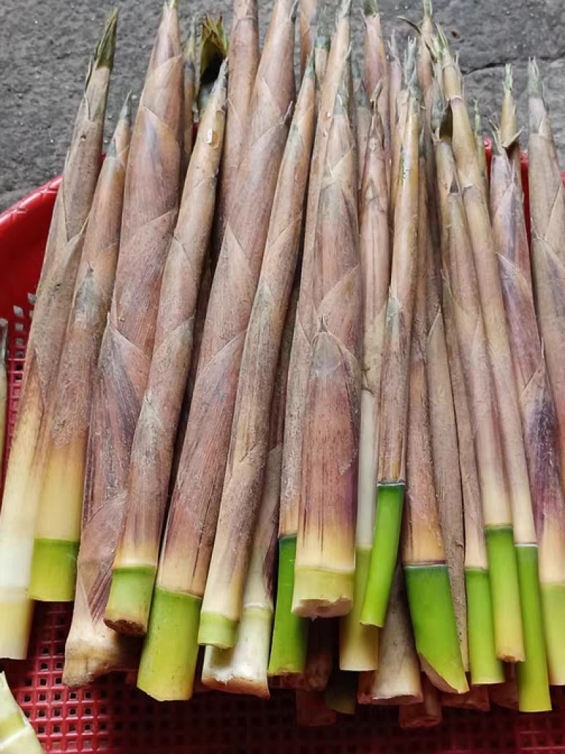 出售各种笋，楠竹，水竹，罗汉