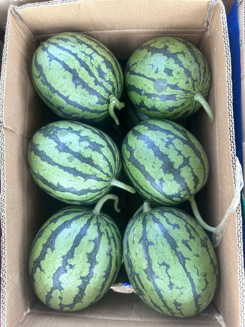 早春红玉西瓜安徽爬地小糖丸手撕西瓜承接商超电商代发
