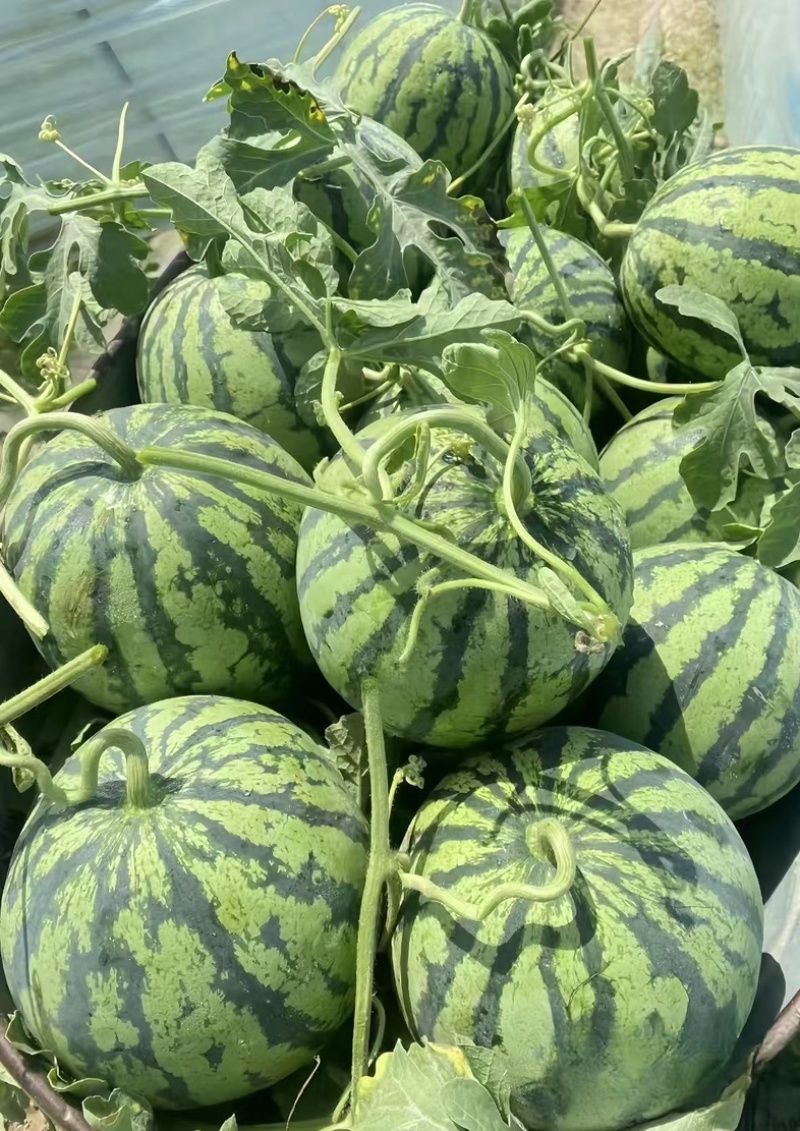 江苏东台**麒麟西瓜❗头茬报恩西瓜抢先尝❗️