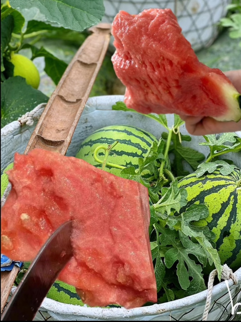 江苏东台**麒麟西瓜❗头茬报恩西瓜抢先尝❗️