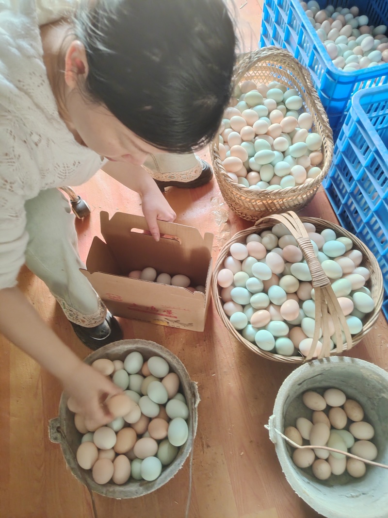 土鸡蛋南昌鸡蛋养殖基地直发品质保证对接全国