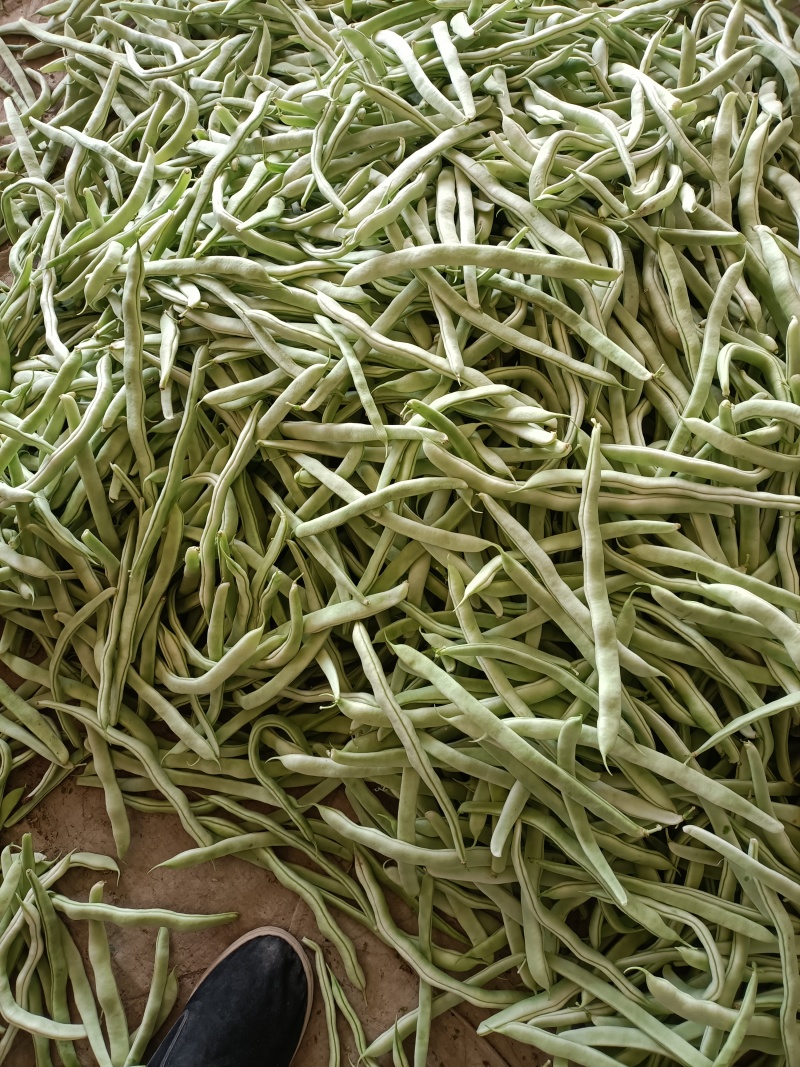 白豆角大量上市货源充足全国各地发货一手货源，有需求老板联