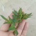 花椒芽