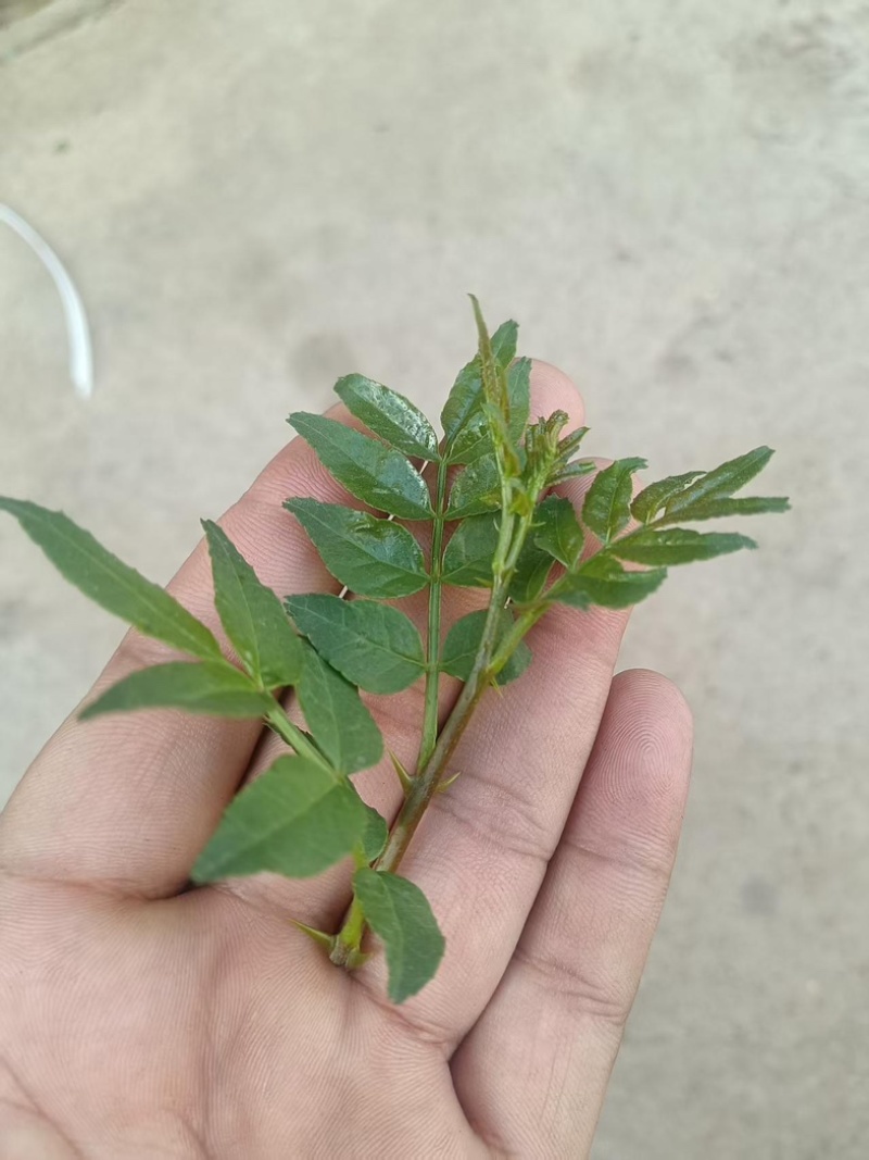 花椒芽