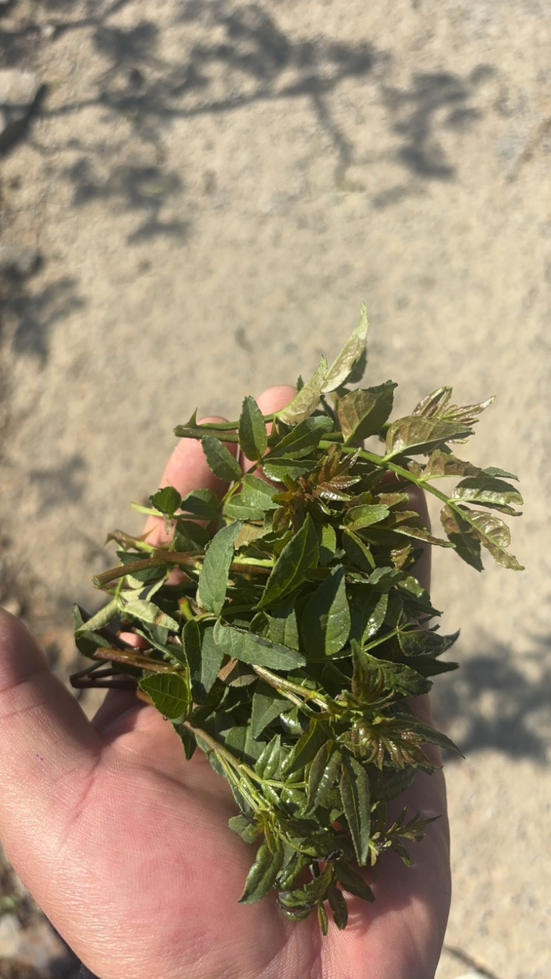 花椒芽