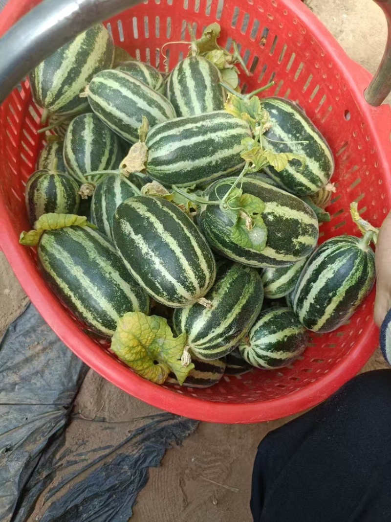 博洋甜瓜基地直销保质保量支持视频看货一手货源