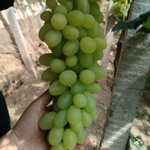 精品维多利亚产地直供大量有货，对接超市批发市场等欢迎咨询