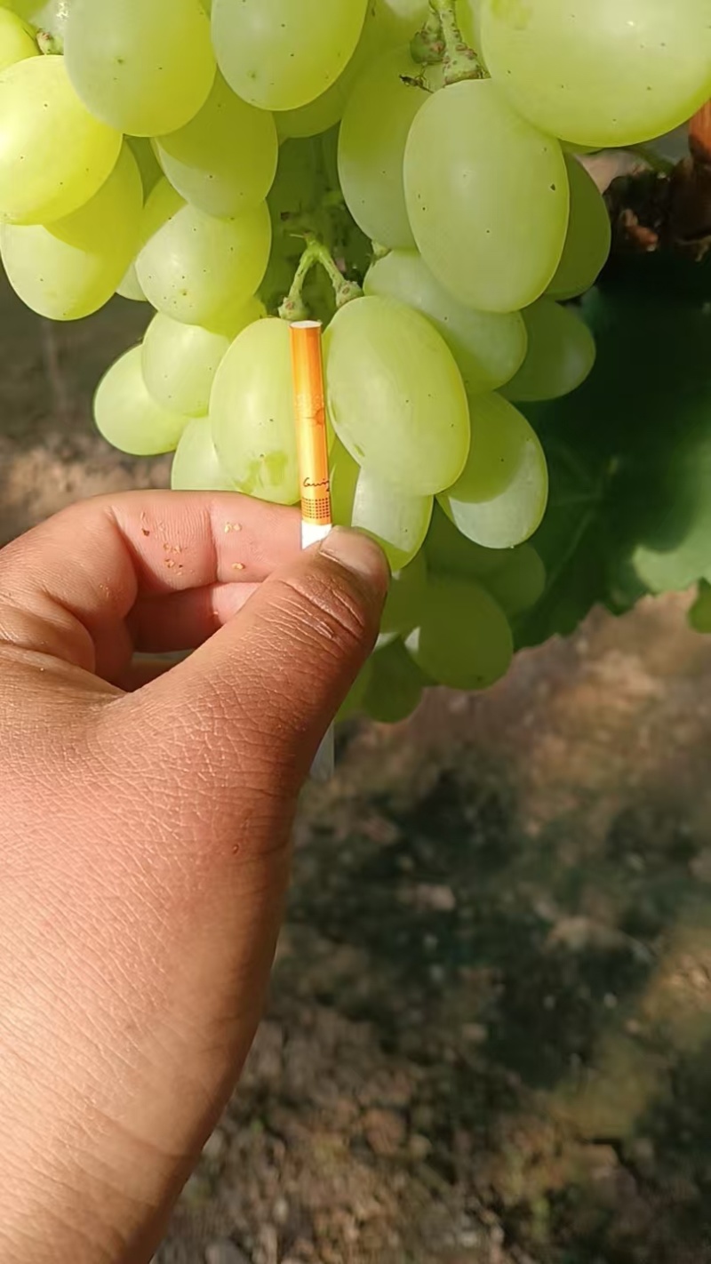 精品维多利亚产地直供大量有货，对接超市批发市场等欢迎咨询