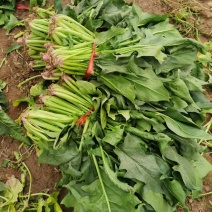 大叶菠菜，河北菠菜大量供应，现挖现发，量大从优。诚信经营