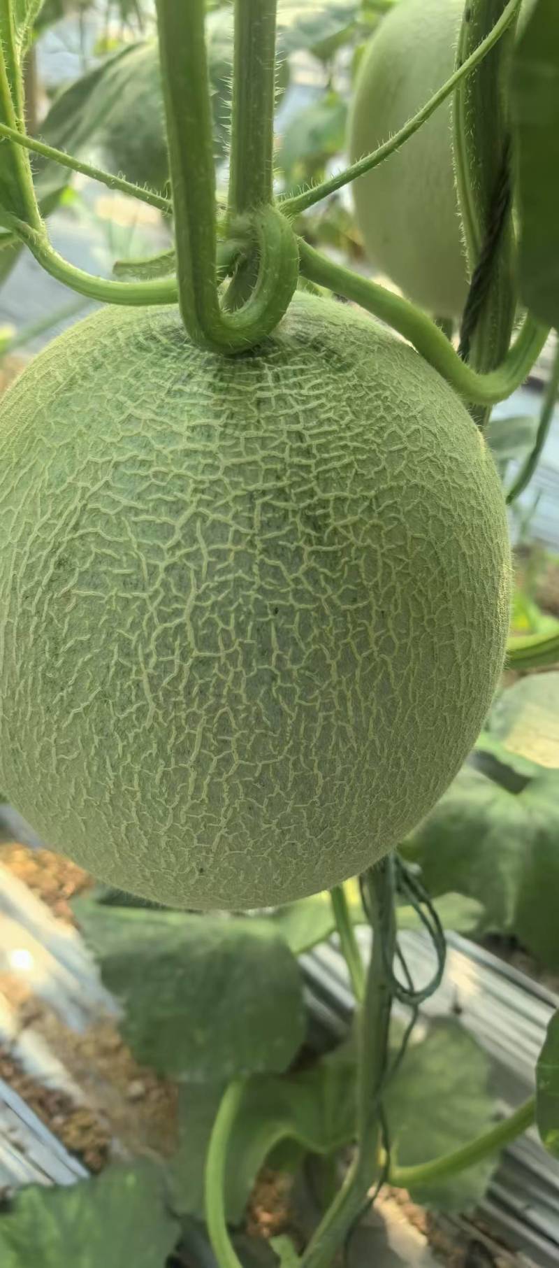 山东网纹哈密瓜一手货源量大价优支持视频看货欢迎选购