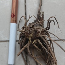 朱砂点北苍术特优苗成活率高产量高