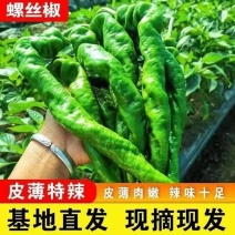 中陇网棚种植，常年供应各种蔬菜，质量保证，需要请联系