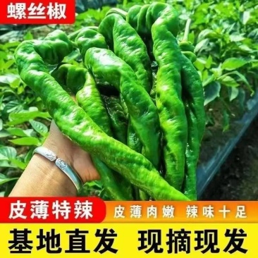 中陇网棚种植，常年供应各种蔬菜，质量保证，需要请联系