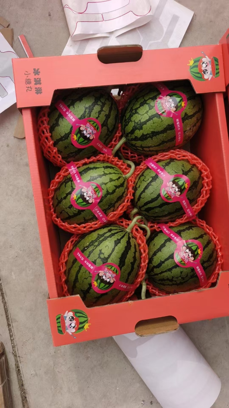 砀山早春红玉西瓜大量上市保熟保甜/质量过硬/全国发货