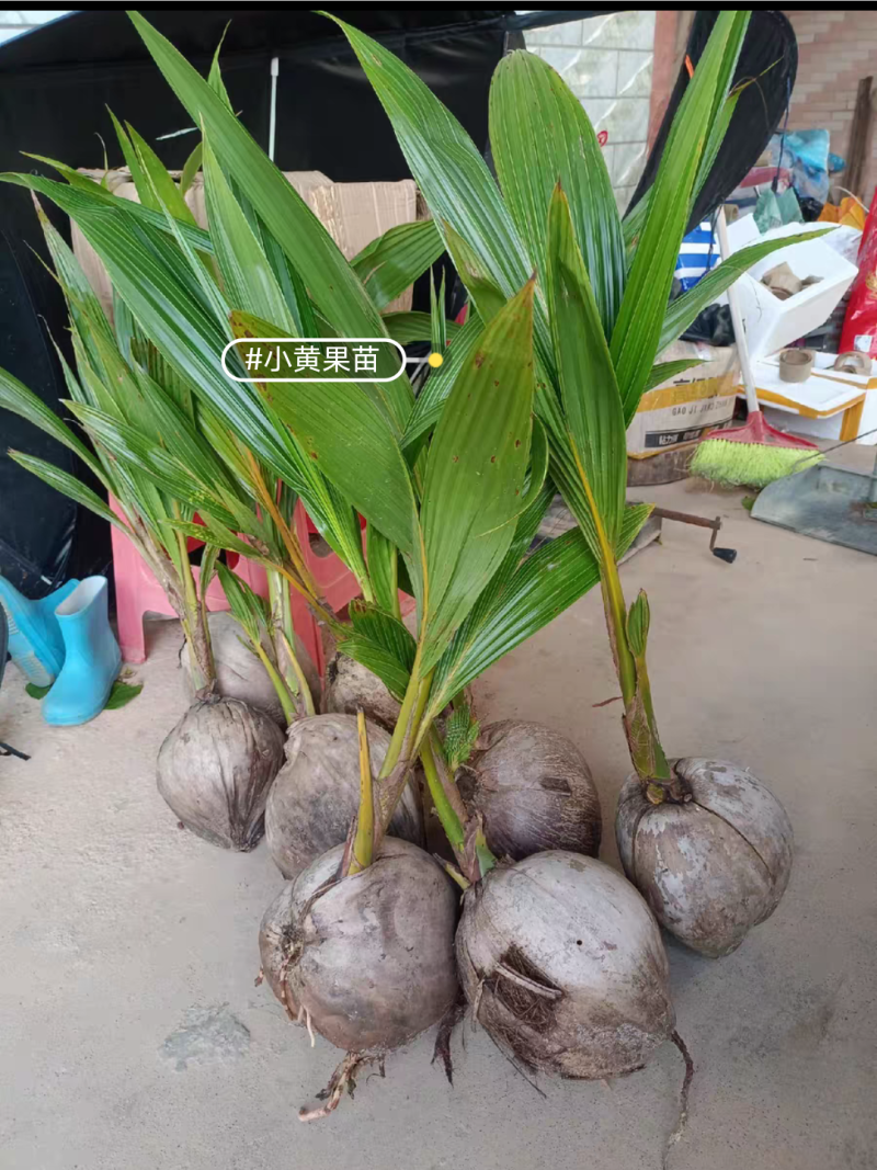 矮化香水青椰，金椰苗，带椰宝发货的