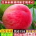 果园直发新品种桃树苗早熟五月红巨王桃巨型冬桃苗保证品种