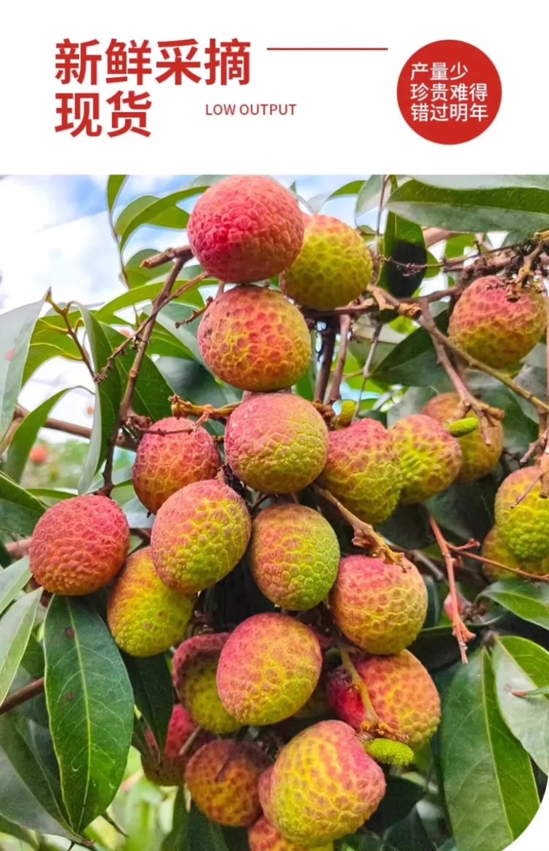 桂花香荔枝一件代发空运直发荔枝一件代发