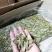 贵州精品高山蝗虫品质好蛋白质高，欢迎釆购
