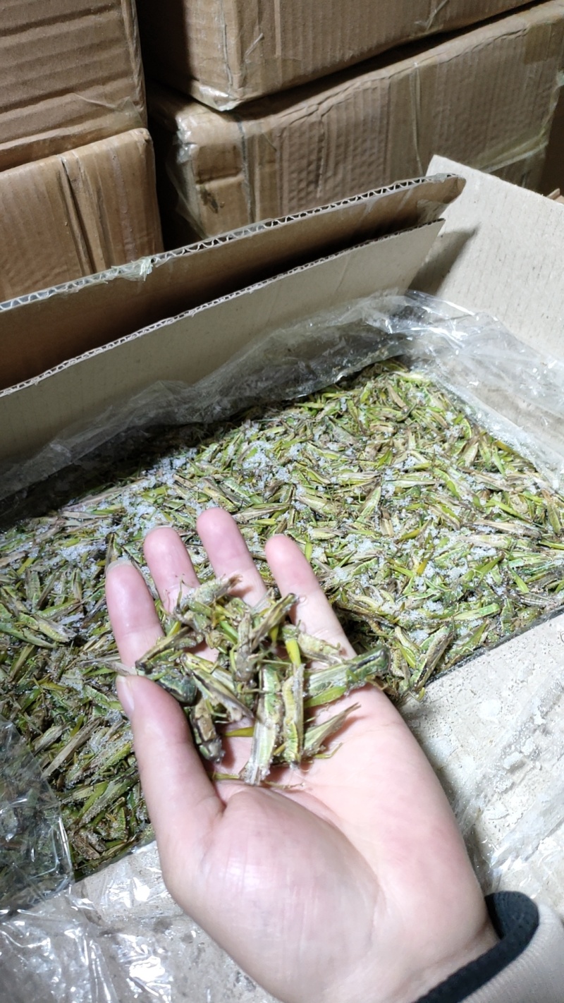 贵州精品高山蝗虫品质好蛋白质高，欢迎釆购