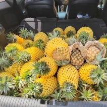 广东金钻凤梨，口感纯甜，基地直发，品质保证，可视频看货