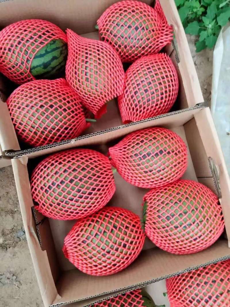 2k小糖丸西瓜/早春红玉西瓜大量上市精品货可视频看货