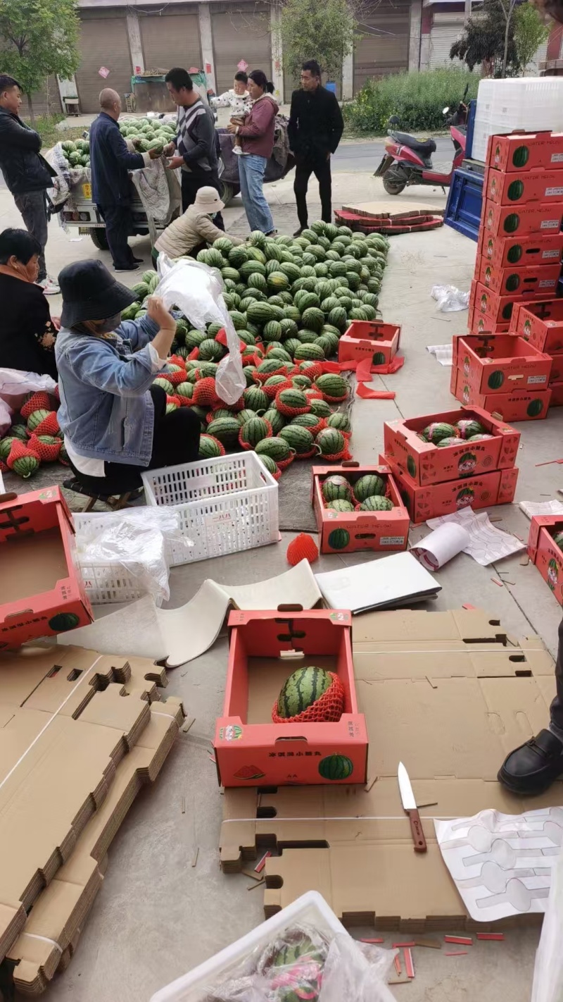 2k小糖丸西瓜/早春红玉西瓜大量上市精品货可视频看货