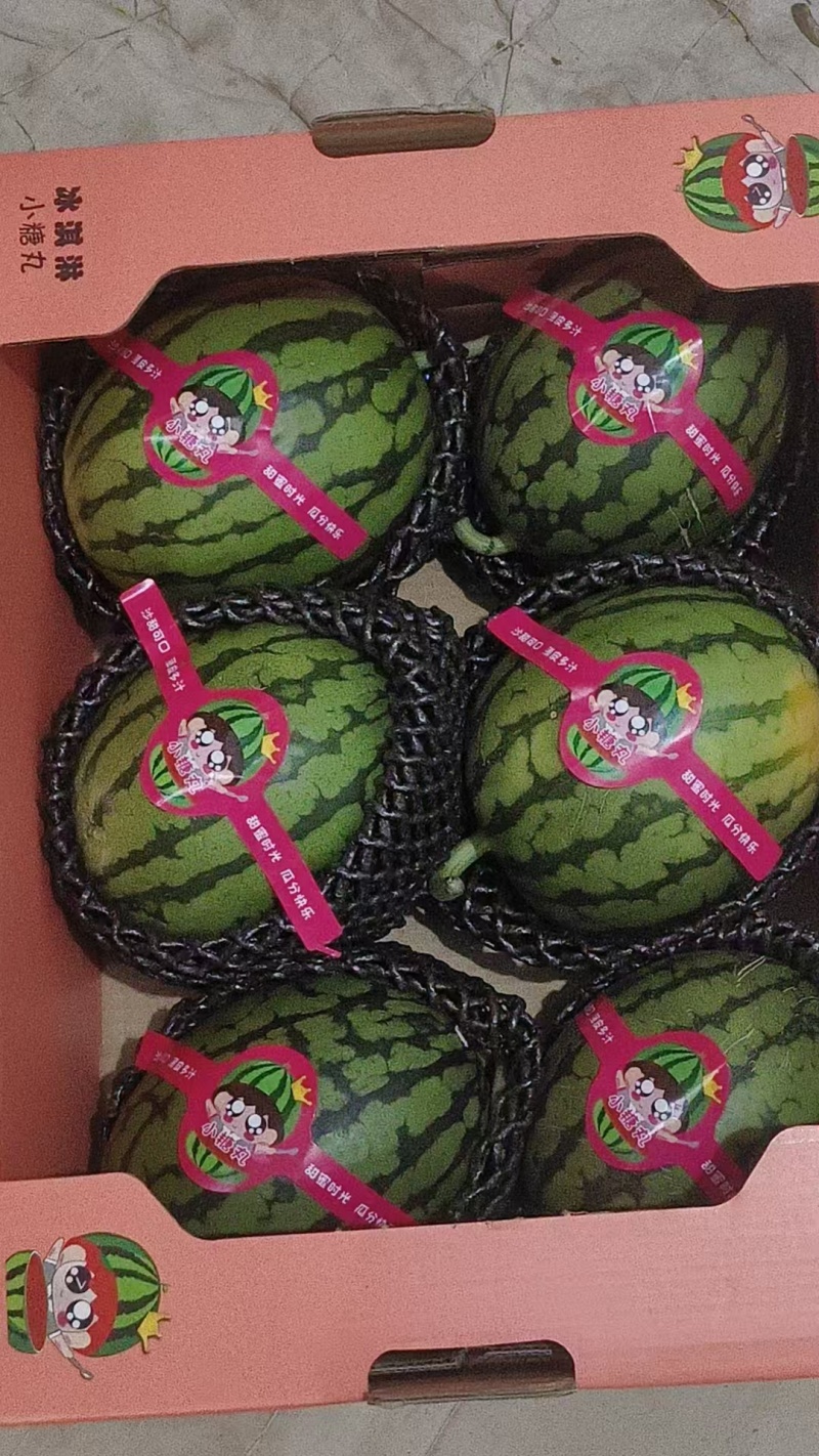 2k小糖丸西瓜/早春红玉西瓜大量上市精品货可视频看货