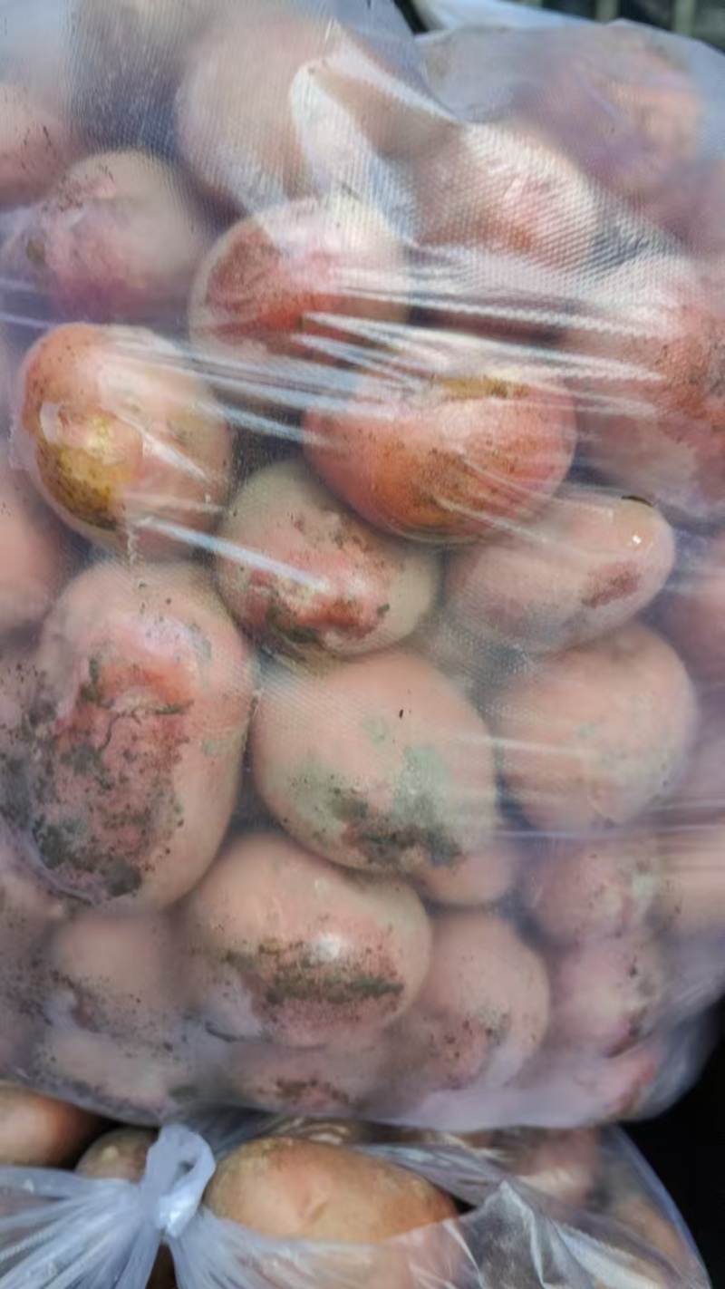 红皮土豆
