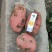 红皮土豆