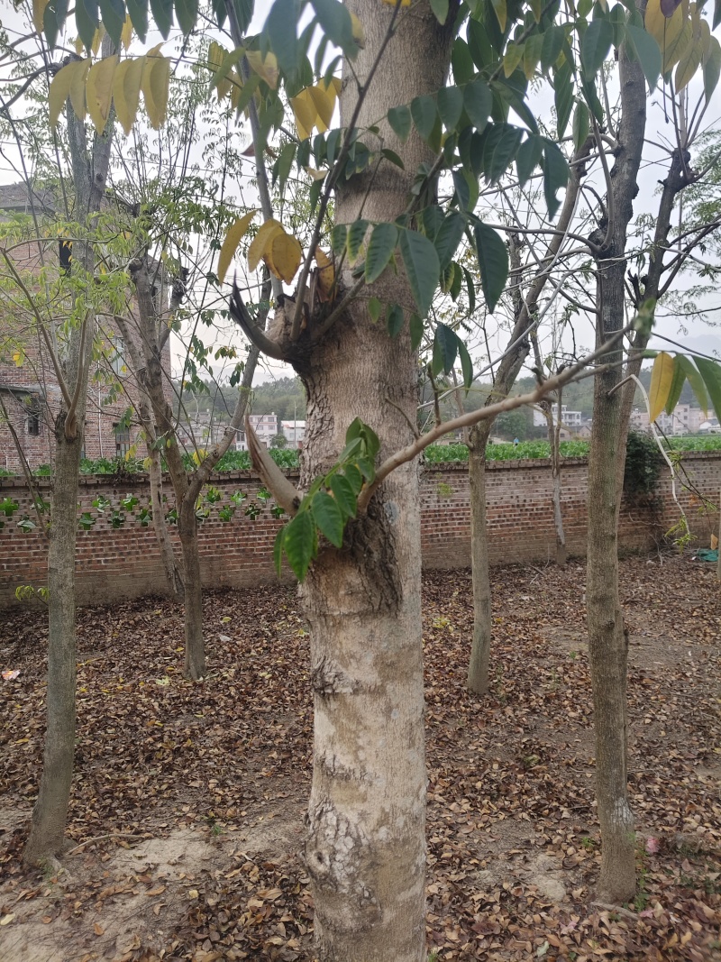 黄花梨，12年树，直径有17cm左右，有需要联系。
