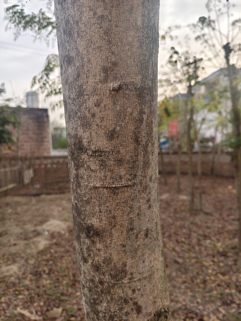 黄花梨，12年树，直径有17cm左右，有需要联系。
