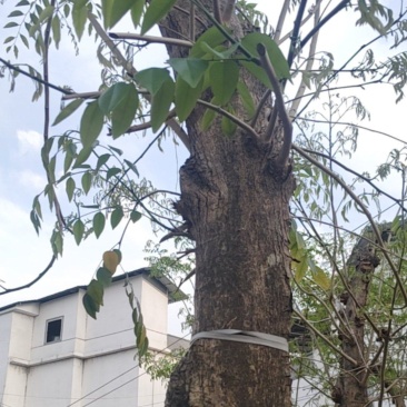 黄花梨，12年树，直径有17cm左右，有需要联系。