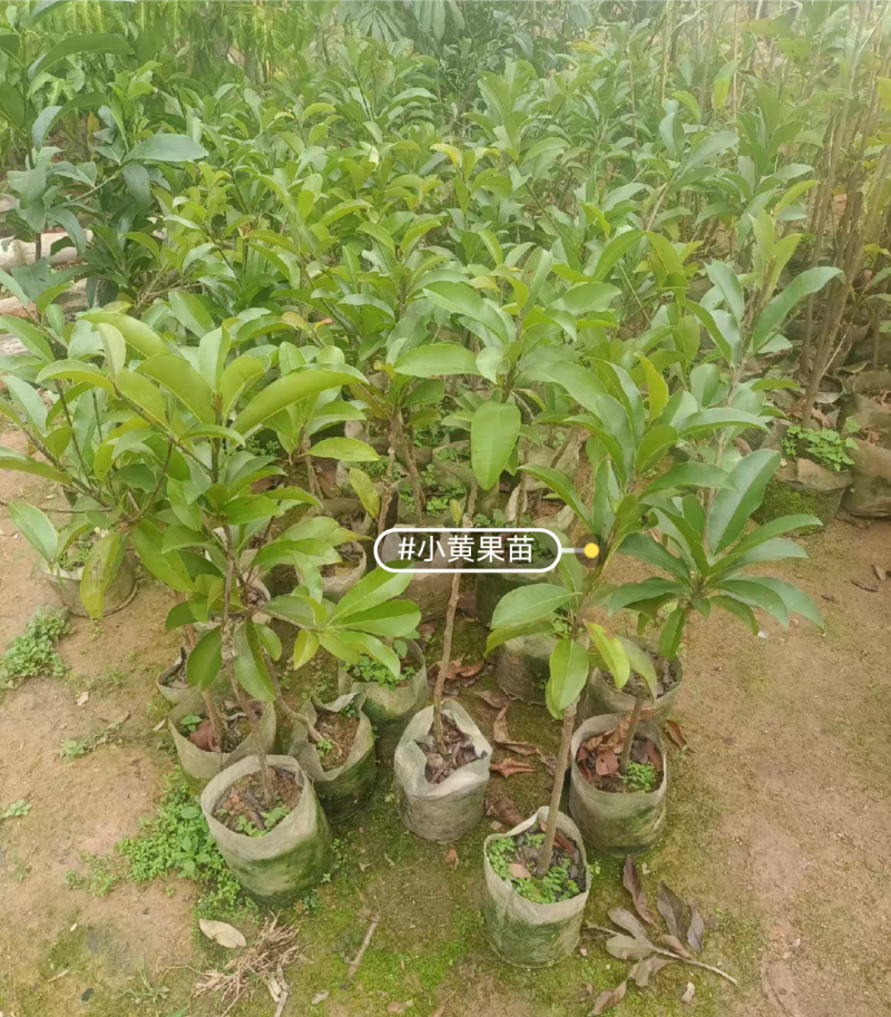 大果红圆人心果苗，无沙质感香甜好吃，嫁接苗，营养杯苗