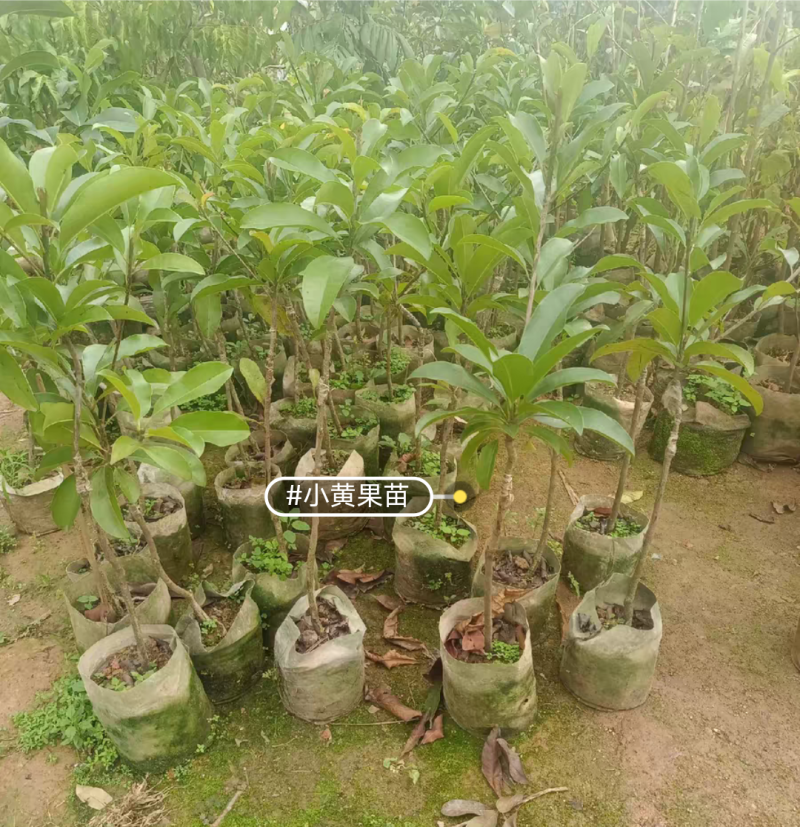 大果红圆人心果苗，无沙质感香甜好吃，嫁接苗，营养杯苗