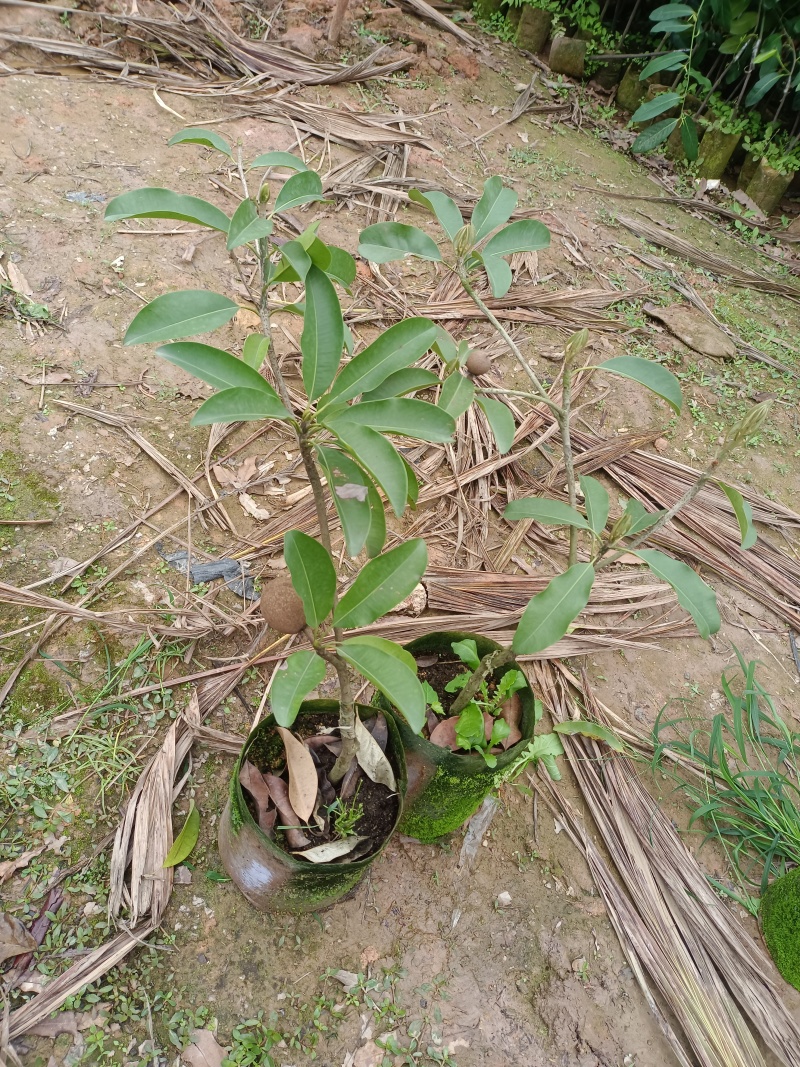 大果红圆人心果苗，无沙质感香甜好吃，嫁接苗，营养杯苗