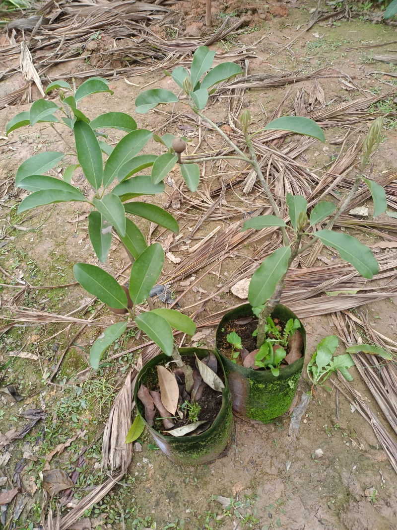 大果红圆人心果苗，无沙质感香甜好吃，嫁接苗，营养杯苗