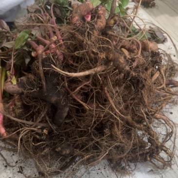 野生芍药中药材鲜货，大量供应，