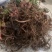 野生芍药中药材鲜货，大量供应，