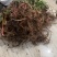野生芍药中药材鲜货，大量供应，
