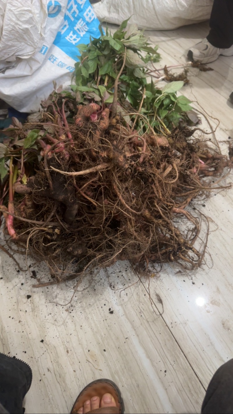 野生芍药中药材鲜货，大量供应，