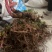 野生芍药中药材鲜货，大量供应，