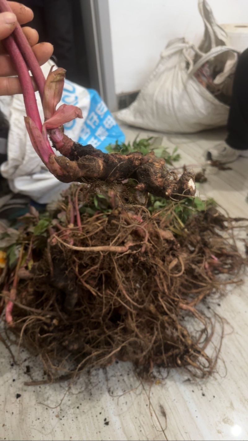 野生芍药中药材鲜货，大量供应，