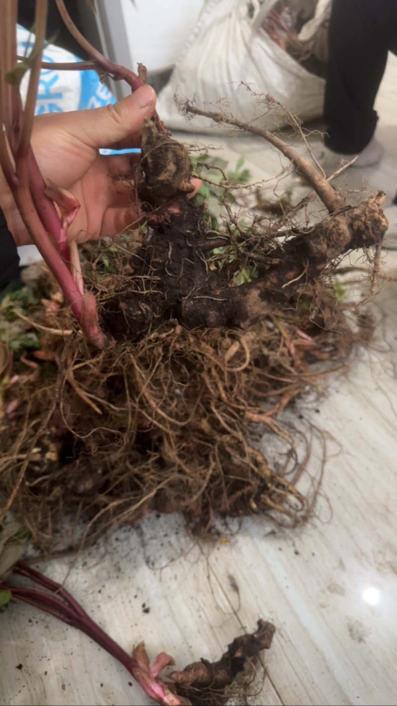 野生芍药中药材鲜货，大量供应，