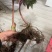 野生芍药中药材鲜货，大量供应，