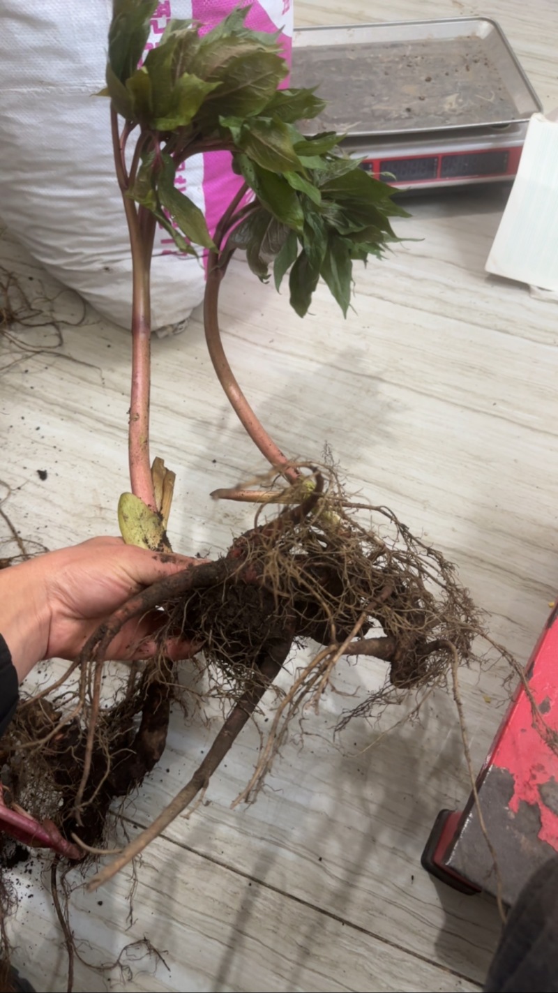 野生芍药中药材鲜货，大量供应，