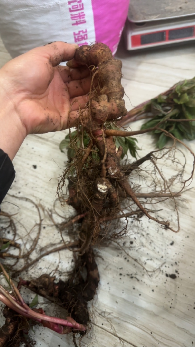 野生芍药中药材鲜货，大量供应，